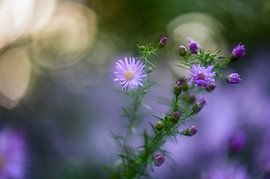 flowers part 22 by Tania Perneel