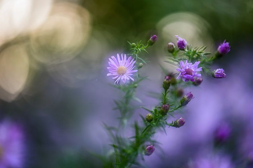 bloemen part 22 van Tania Perneel