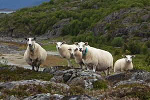 Moutons dans le paysage rocheux