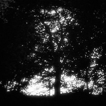 forrest for a tree 02 von poetic snapshots