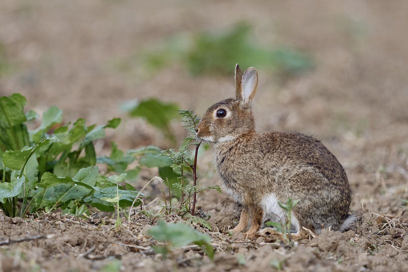 auf einem unbestelltem Acker... Wildkaninchen *Oryctolagus cunic von wunderbare Erde