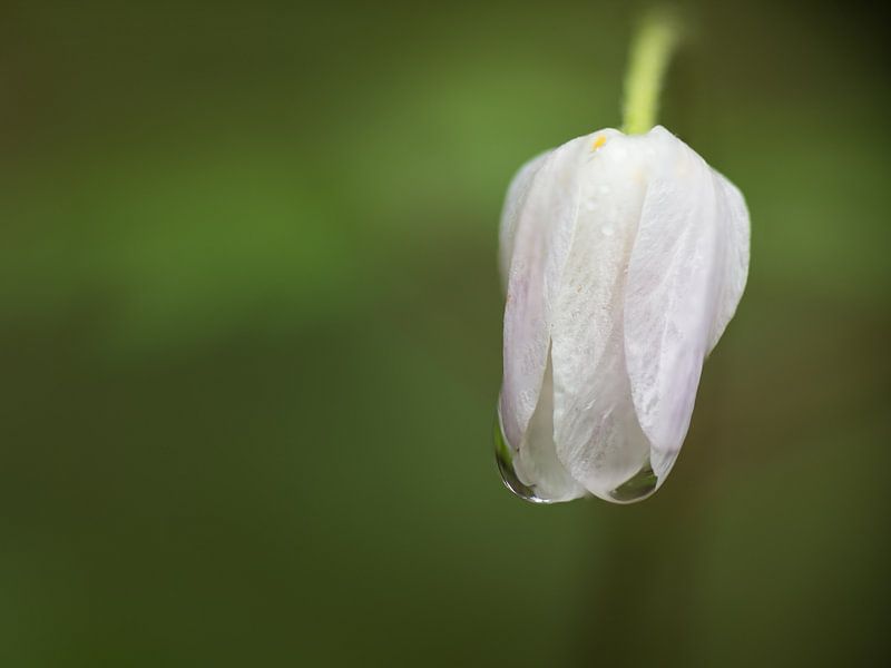 Sneeuwklokjes van Denis Feiner
