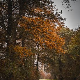 Lorsque les arbres changent de couleur. sur Milou Schothuis