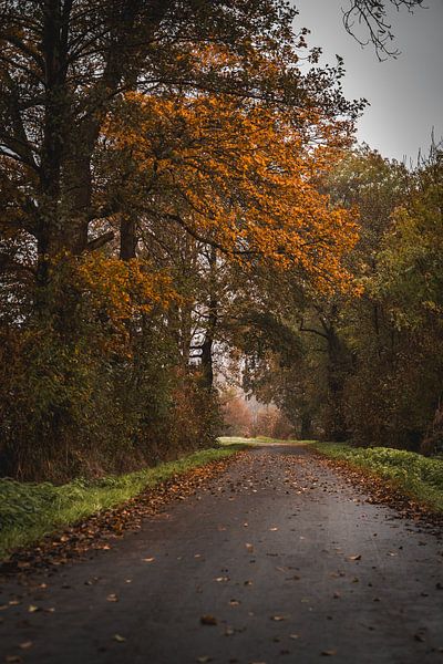 When the trees change colour. by Milou Schothuis