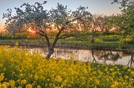 Rapeseed - Rape seed by Moetwil en van Dijk - Fotografie thumbnail