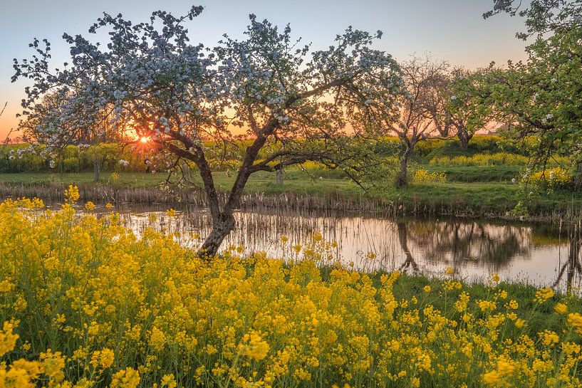 Rapeseed - Rape seed by Moetwil en van Dijk - Fotografie