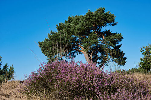 Heide unter blauem Himmel