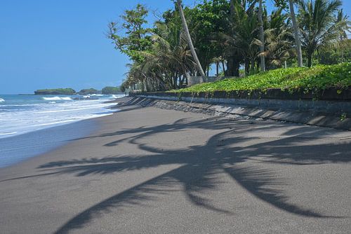 L'ombre des palmiers sur la côte balinaise