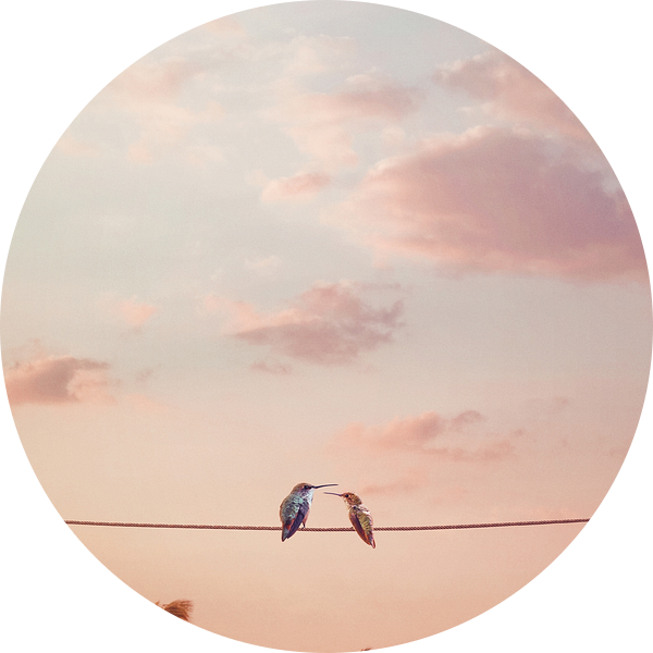 Kolibries van Jonas Loose