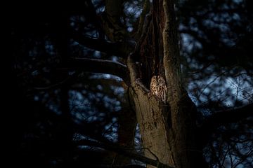 Sleeping Tawny Owl in old tree by Nico  Calandra