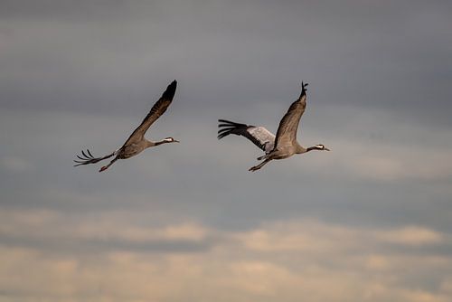Take Off, Fly to Afrika