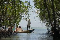 Rondvaart door mangrovebos in Indonesie