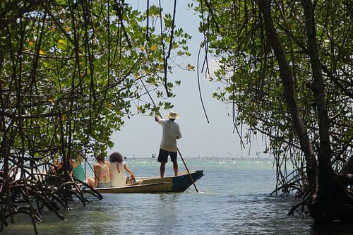Rondvaart door mangrovebos in Indonesie