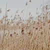 Waving reeds by Amber den Oudsten