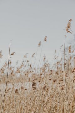 Wuivend riet van Amber den Oudsten