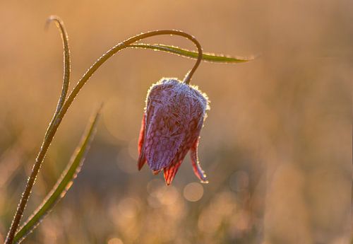 berijpte kievitsbloem bij zonsopkomst