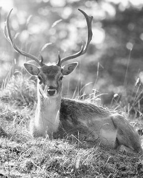 Fallow deer by WeVaFotografie