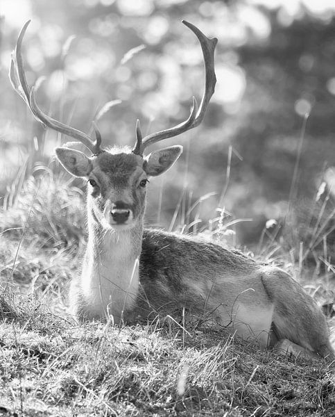 Damhirsch von WeVaFotografie