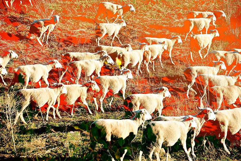 Counting Sheep von Christiane Behrmann