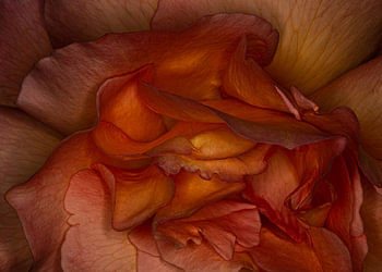 Nahaufnahme einer besonders farbenprächtigen Rose. Ein schönes Foto für jeden Raum im Haus oder im Garten.