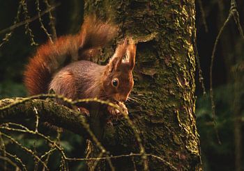 Eichhörnchen knabbert im Baum