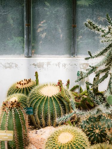 Botanische tuinen van Parijs | Frankrijk reisfotografie