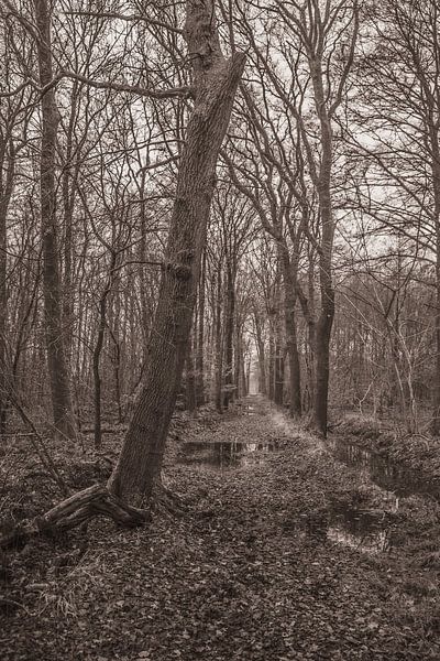 Willinks Weust forest path by Artist Impression of Nature