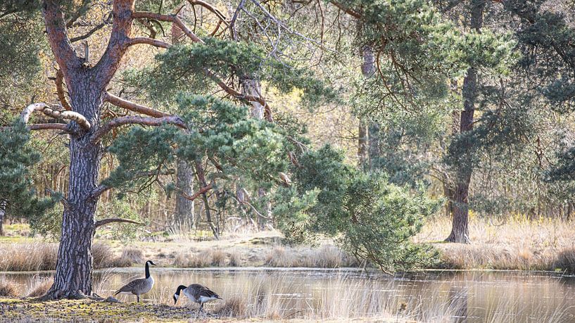 Kortenhoeff nature reserve by Teuni's Dreams of Reality