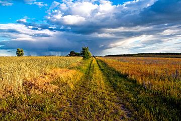 Summer wheat field and wildflower meadow in the Oder-Spree district by Silva Wischeropp