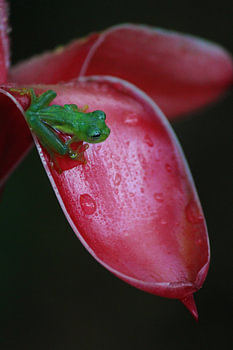 Glasfrosch Costa Rica