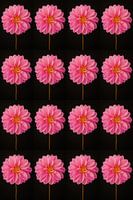 Dahlia's pink duplicated 4 by 4