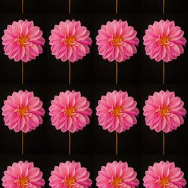 Dahlia's pink duplicated 4 by 4 by Henriette Tischler van Sleen