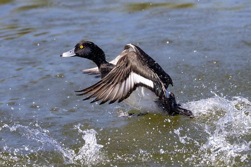 Vliegende reiger