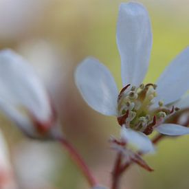 Blühende Johannisbeerbaum-Blüte von Karin Maartense