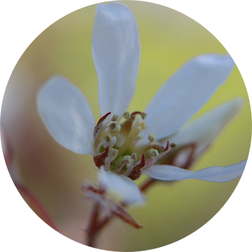 krentenboomp bloem in bloei van Karin Maartense