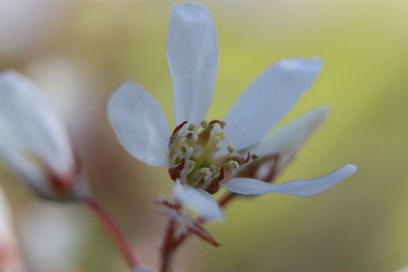 krentenboomp bloem in bloei van Karin Maartense