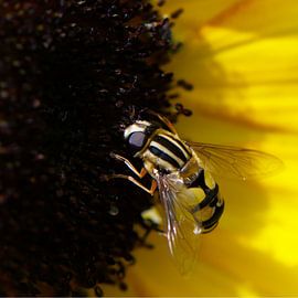 Yellow by Click it Fotografie