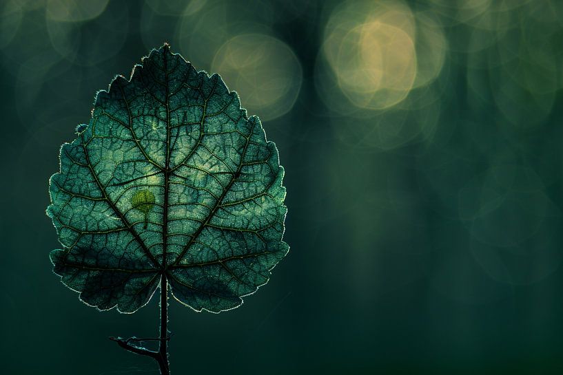 Gedetailleerde bladnerven in een verlicht schaduwspel van Imperial Art House
