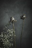Droogbloemen