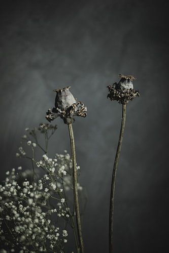 Dried flowers