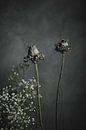 Dried flowers by Melanie Schat thumbnail