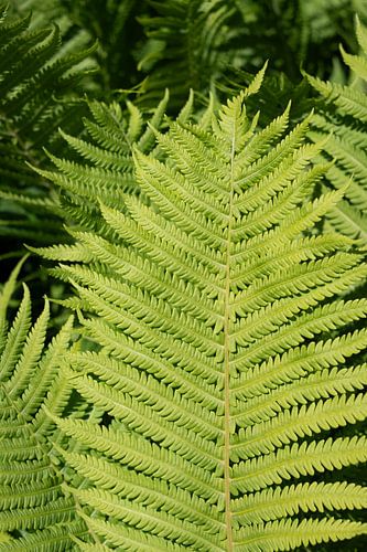 Heldergroen varenblad