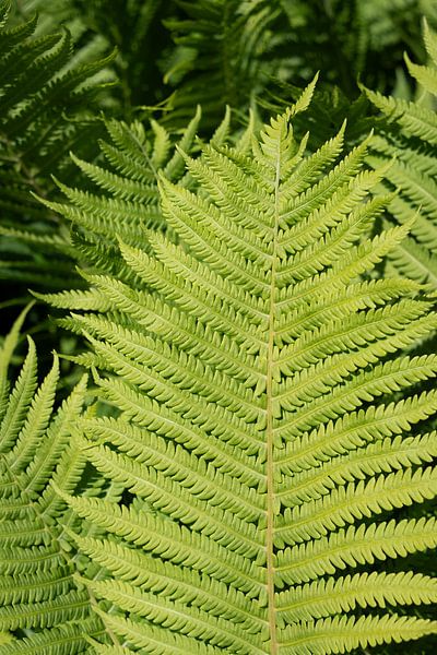 Vibrant green fern leaf by Adriana Müller
