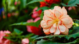 Begonia Picotee: Farbenprächtige Pracht aus Christchurch von Be More Outdoor