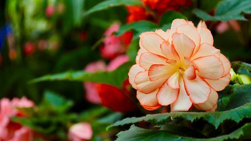 Begonia Picotee: Farbenprächtige Pracht aus Christchurch