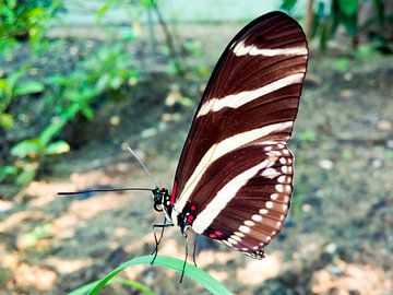 Heliconius charithonia van T. Berrevoet