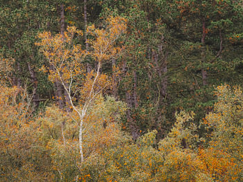 Forêt pittoresque