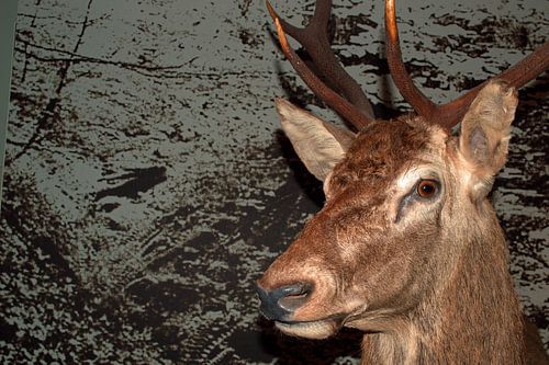 Mooie kop van een hert tegen een bijzondere achtergrond