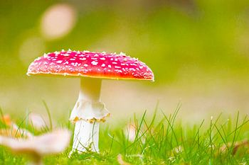 Rood met witte stippen