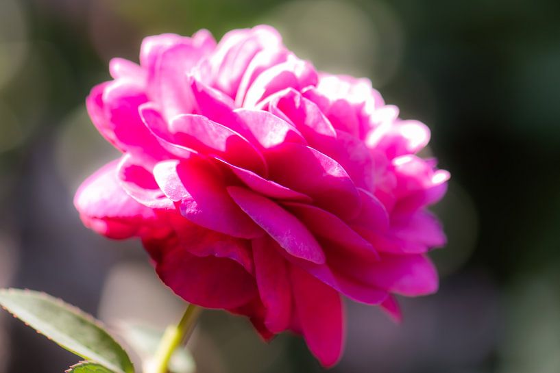 fuchsia rose by Tania Perneel